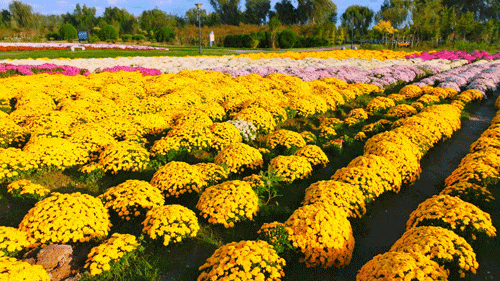 看完这朵看那朵🤩