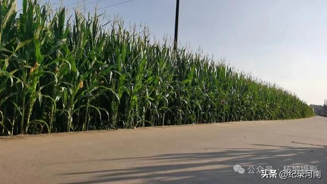 信阳：大别山干部成长的摇篮与自然人文的瑰宝