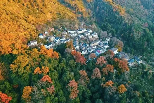 骑行赏枫、古村寻秋……被祁门的「枫景」治愈啦！| 皖美秋日