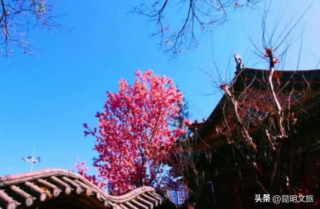 美炸！美炸！全国裹貂我赏樱！昆明最全冬樱赏花攻略来了，周末快冲~