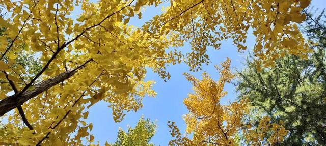 寻美薛城丨金色之约！森林公园银杏黄了！