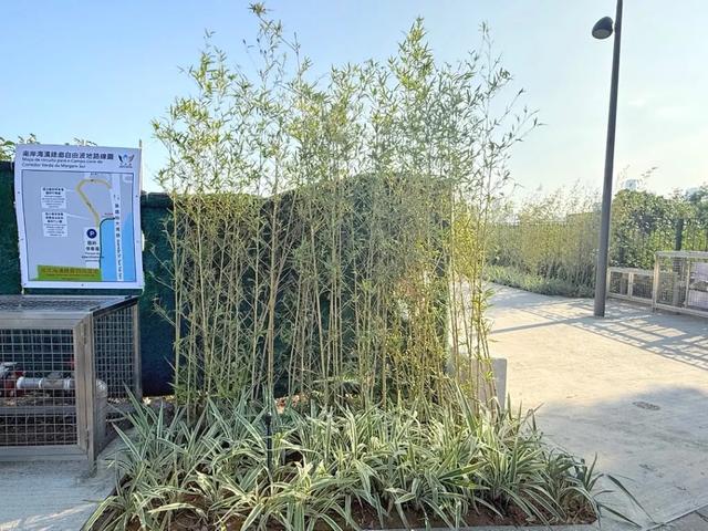 澳门这网红“街头”球场 新动向！