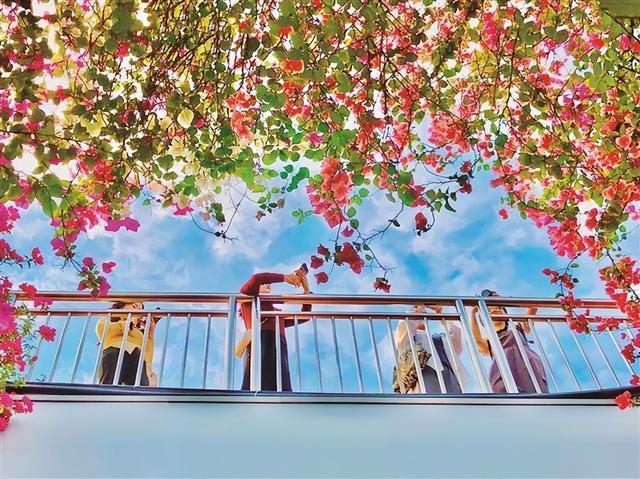 三角梅如火如荼地盛放，为厦门增添秋日的浪漫