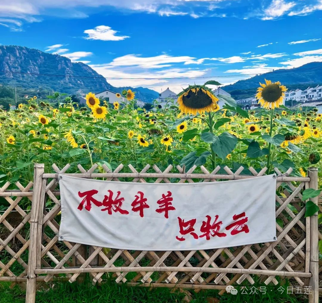 “超出彩” 宝藏小城！五莲又出圈啦！