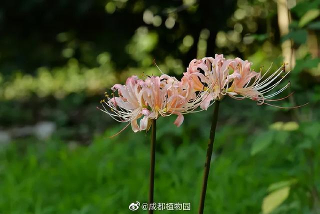 最新实拍！成都彼岸花开了！