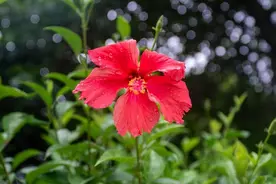 除夕，写给某人的情书：有一个傻瓜，天天在想你图片