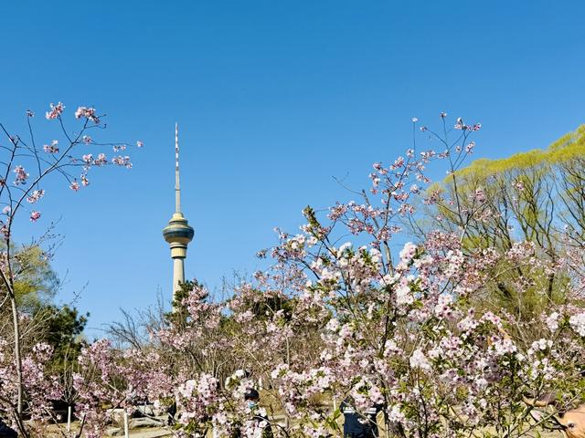 花开京城万物新 | 樱花盛开，京城春日顶流来袭