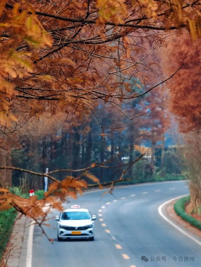 免费又出片！崇州初冬宝藏秘境，美到封神！