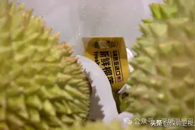 马来西亚→深圳！“猫山王”来了图片