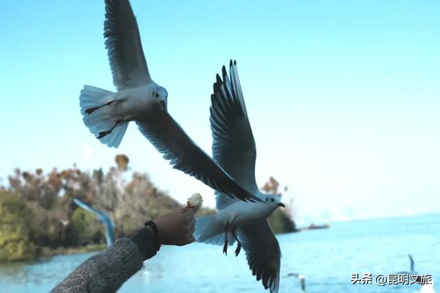 昆明十七公里外,藏着一个可以看“海”的白族村