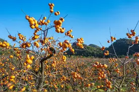 为什么院子里不能栽柿子树？有什么说法吗？看完明白了图片