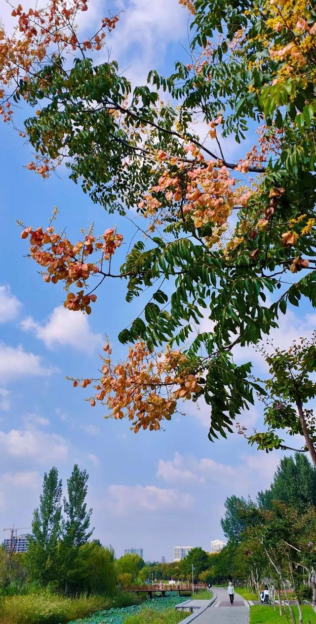 寻美薛城丨金色浪漫！森林公园里的“栾树”花开正艳，枝头流金溢彩！