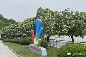 yue上热搜，为什么鄂州还要种？图片