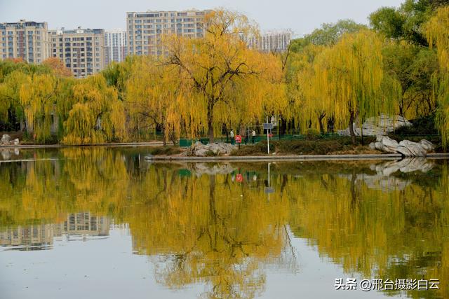 达活泉：公园披金衣，满目黄金柳（图）