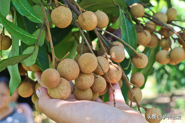 泸州泸县，值得专程为它来一趟！