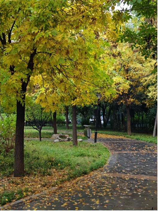 一叶知秋！2025年石家庄市城区赏秋指南来啦 这些地方别错过