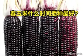 春玉米什么时间播种最好？早播好还是晚播好？时间不对努力白费图片
