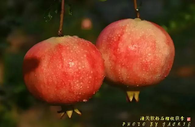人间半秋 岁月无恙 → 国庆来潼关 赏秋景