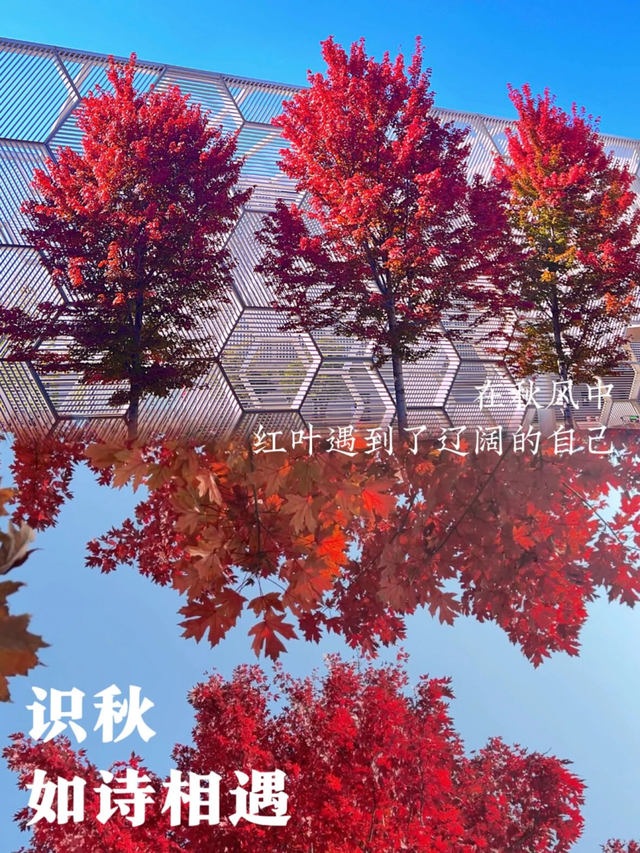 秋雨过后秋意浓，洛神湖畔韵无穷
