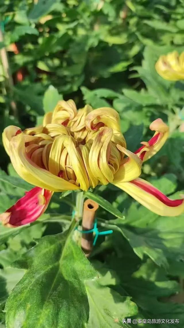 秦皇岛山海关金秋长城菊展开展在即，布展现场抢先看！