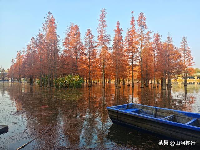 成都冬日顶流打卡地！白鹭湾水杉红透半边天，地铁直达免费拍大片