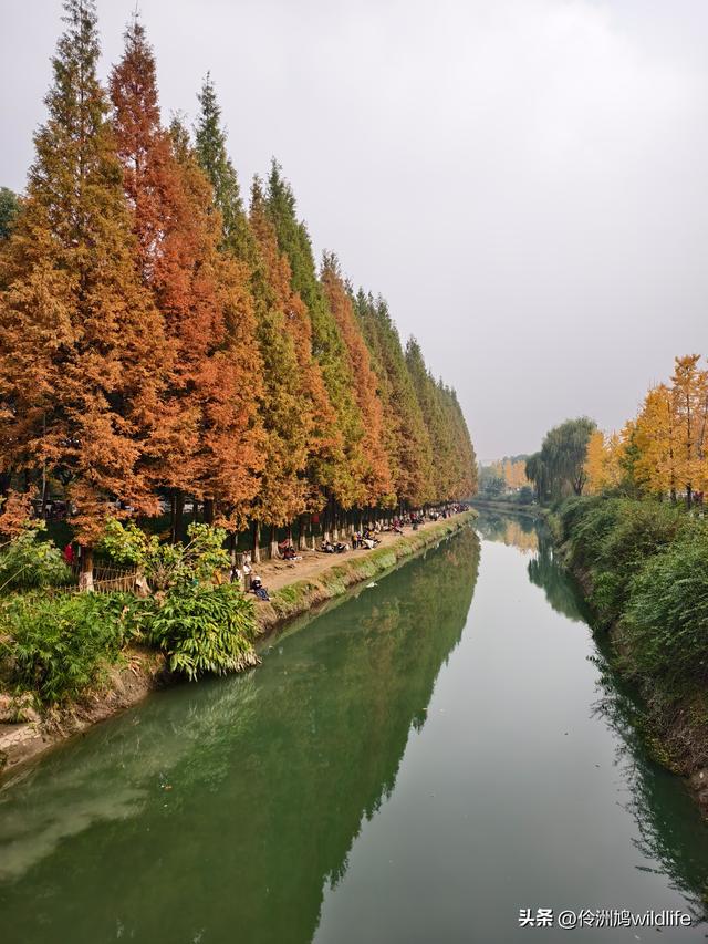 成都徒步（71）·昭觉寺银杏&升仙湖水杉