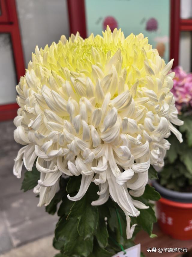 秋风独宠一园菊，晚来香艳出樊篱——北京北海公园2025年菊花展