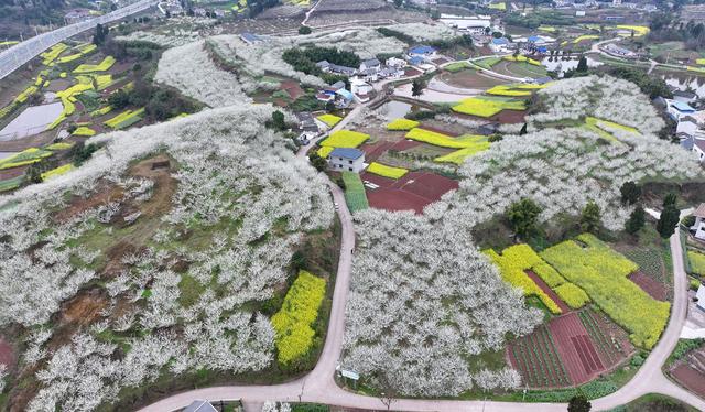 四川内江：初春田园赴花约