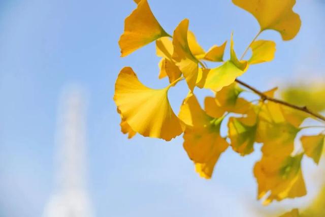 临沂秋日免费打卡全攻略 | 这10个宝藏地遛娃拍照绝了！