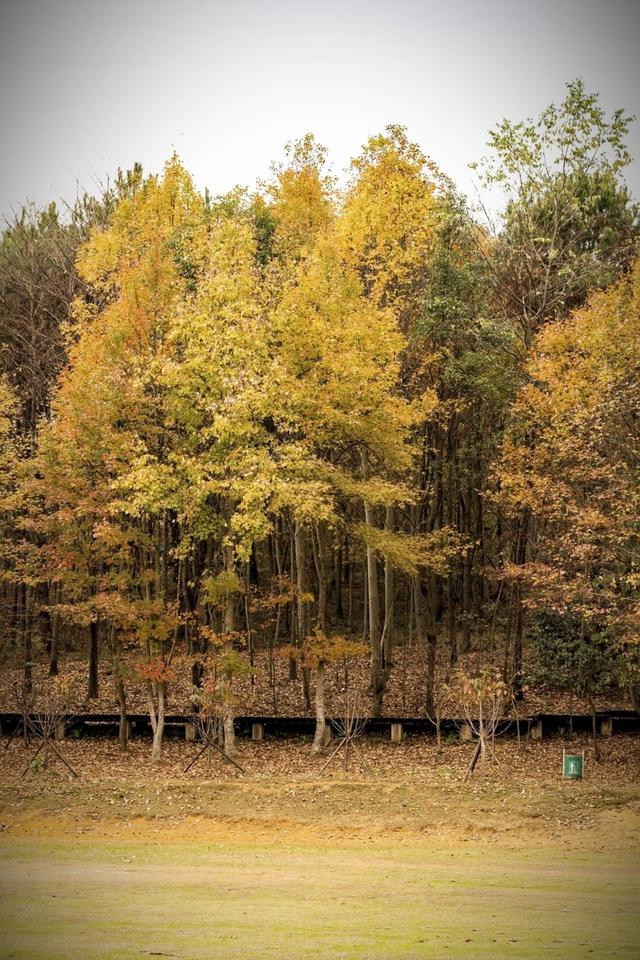 贵阳冬日最神秘的林场！绿野仙踪的尽头，竟藏着一个天空谜题。
