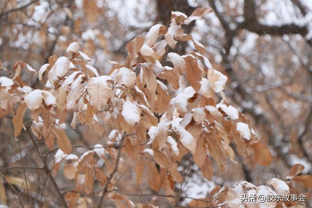 随手拍：打卡雪后的烟台“竹林路”