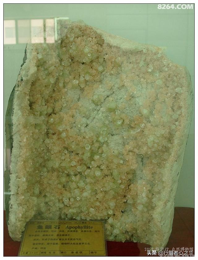 山东行游影记（31）—平邑天宇自然博物馆（六）