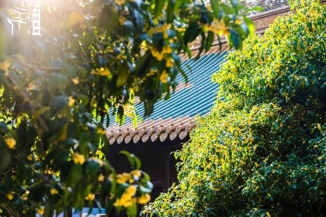 花样秦淮｜秋桂