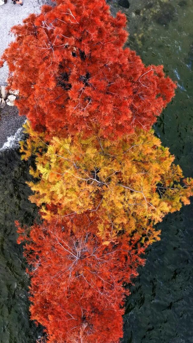 洱海水杉，每天勾我100次