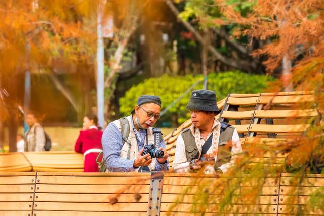 莲花山落羽杉，红了！