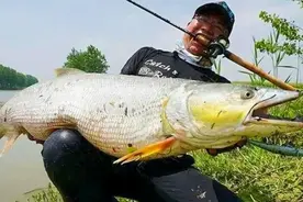 江西南昌出现“水老虎”，体重50斤，男子钓获后绑在电动车上逛街图片