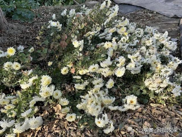 冠县乡韵·贾镇洼里村