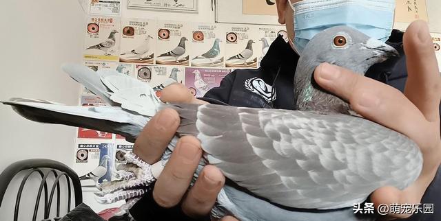 2020年出生小家伙，纯正血统，每次飞翔都让我自豪