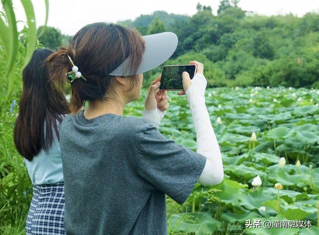 荷花美莲蓬俏！宝龙邀您共赴秋日“荷”约～