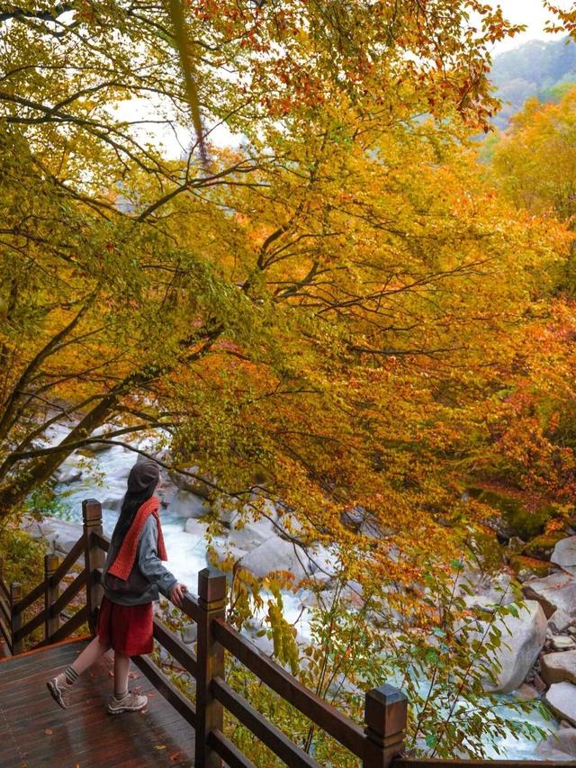 追了光雾山的红叶，这个秋天没白过！