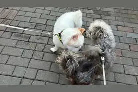 帮别人遛狗喂猫，年轻人的“梦中情工”能赚多少图片