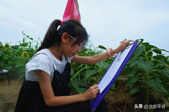 北京平谷“河畔花苑”百亩向日葵盛放，打造沉浸式金秋艺术新地标