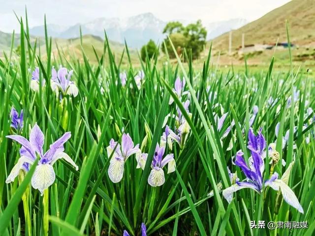 穿越祁连山九号公路——探秘马蹄生态文化旅游区