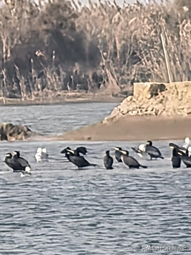走，去渤海湾看候鸟…