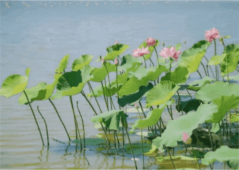 延庆：“好 运 莲 莲”~~
