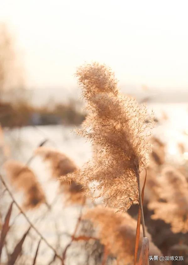气温骤降8℃,「雪」要来了!在淄博,邂逅一场白色浪漫→