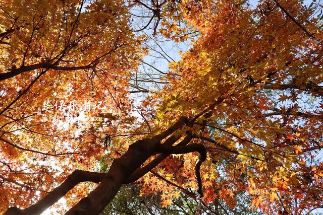 这里不愧是文化名村与景区村庄，银杏与红枫相映，美得一塌糊涂