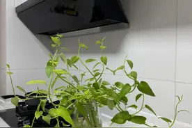 女子把空心菜扔水里，25天长成“高级绿植”，男子：比买的好看图片