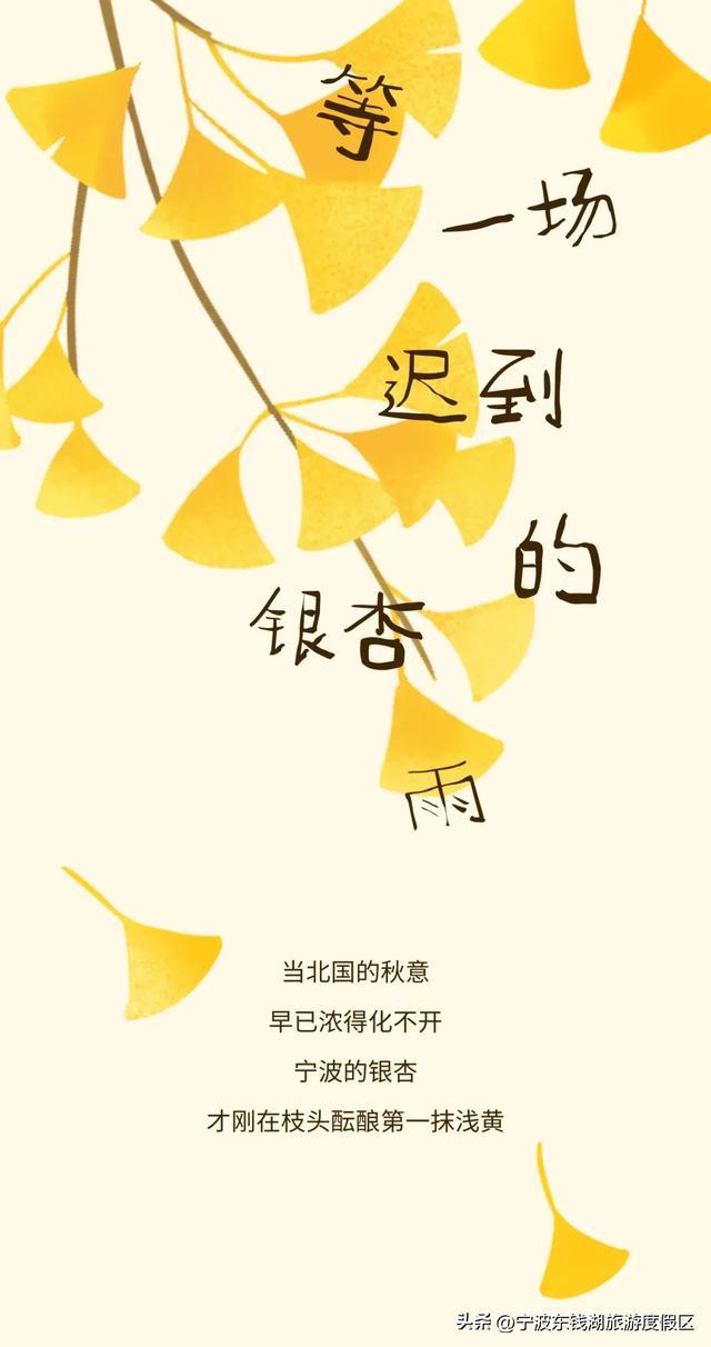 一场迟到的银杏雨，给钱湖南路染上了秋天的颜色~