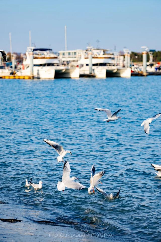 藏不住了！正是好拍又好逛的时候！就在日照这些地方……